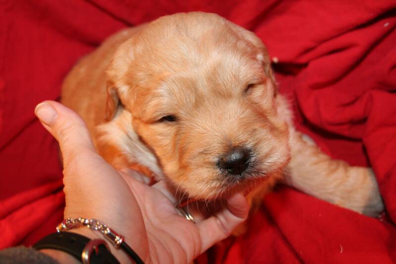 Hannah's Goldendoodle Puppies Jan08