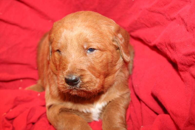 Hannah's Goldendoodle Puppies Jan08