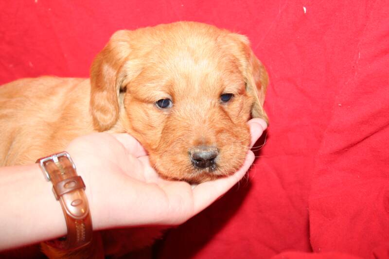 Hannah's Goldendoodle Puppies Jan08